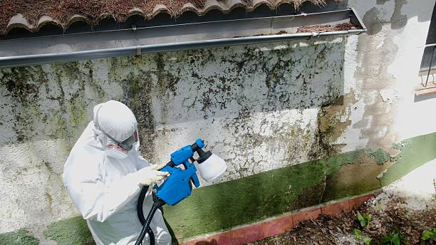 Top rated local Basement Mold Removal specialists in Glenwood, MD
